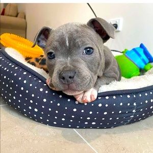 Meet your Posher, Dennise